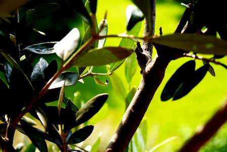 Branch nature fruit tree