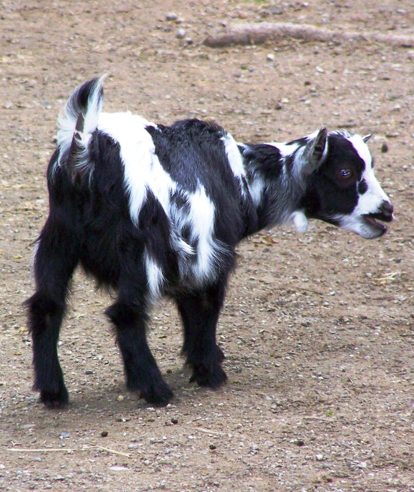 Animal mammals nature
