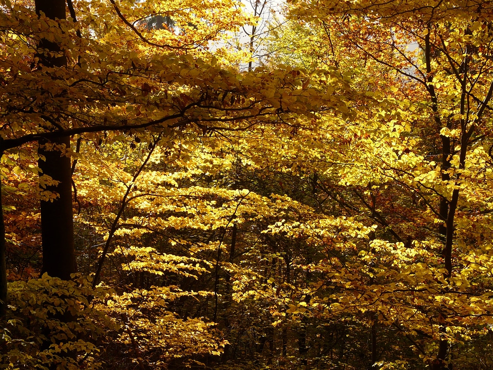 Forest golden autumn golden october