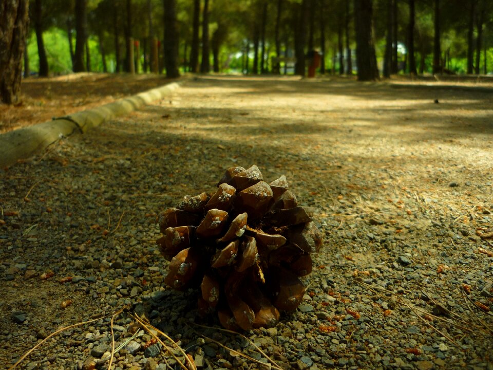 Shadow pine grow up