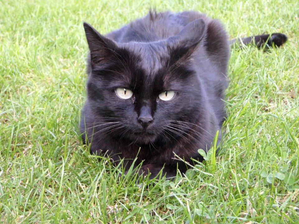 Relax animal black