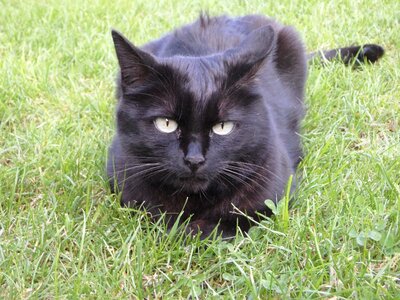 Relax animal black