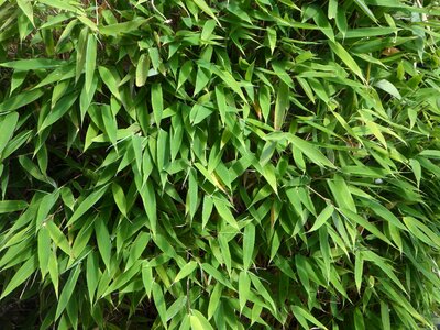 Green green leaves bush