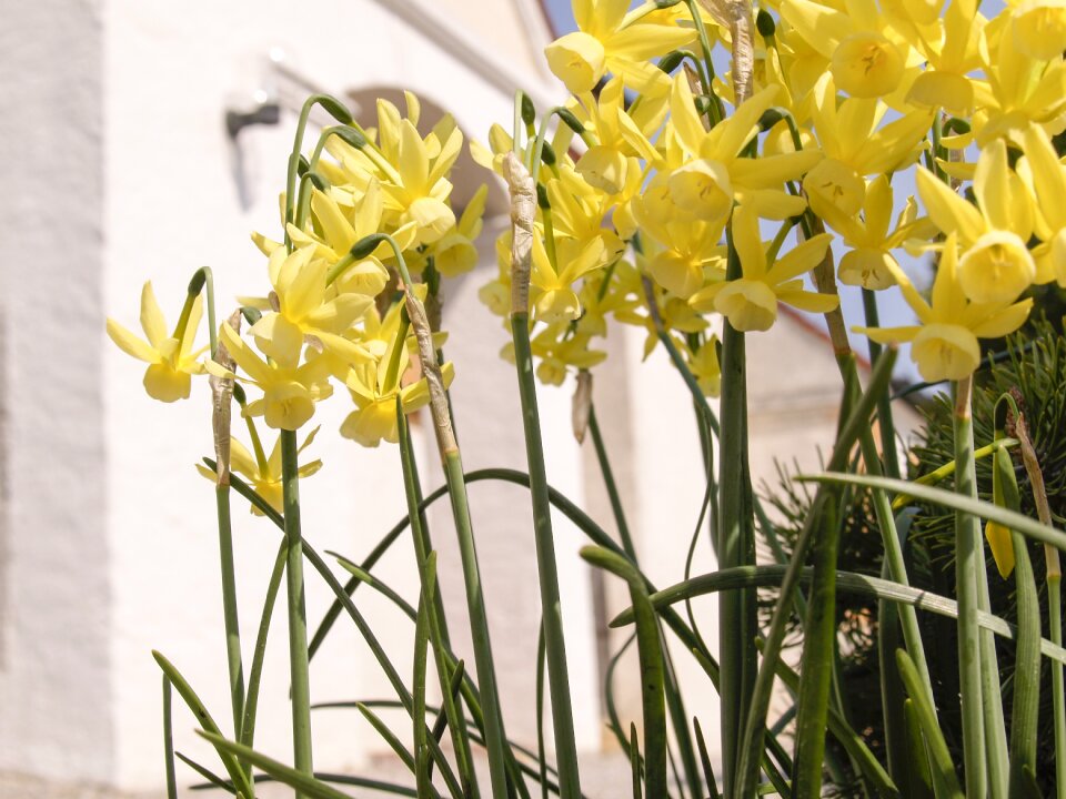 Yellow spring nature