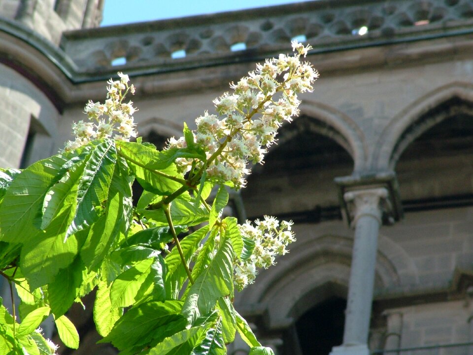 Chestnut cathedral flowers
