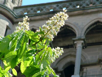 Chestnut cathedral flowers