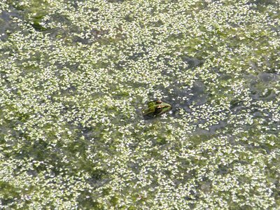 Green frogs pond