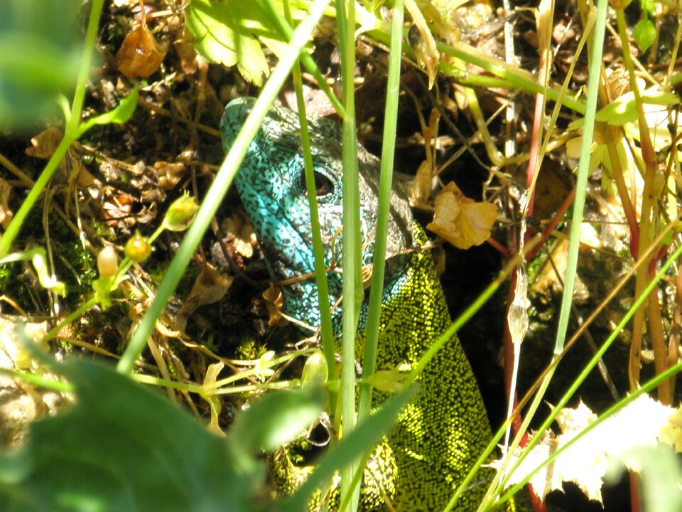 Reptile animals green