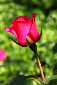 Nature flower summer flower