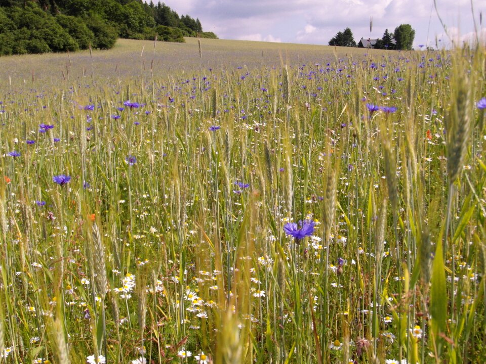 Cornflowers sunny grow