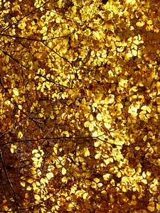 Deciduous tree golden autumn golden october