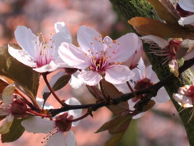 Ornamental cherry blossom tree nature photo