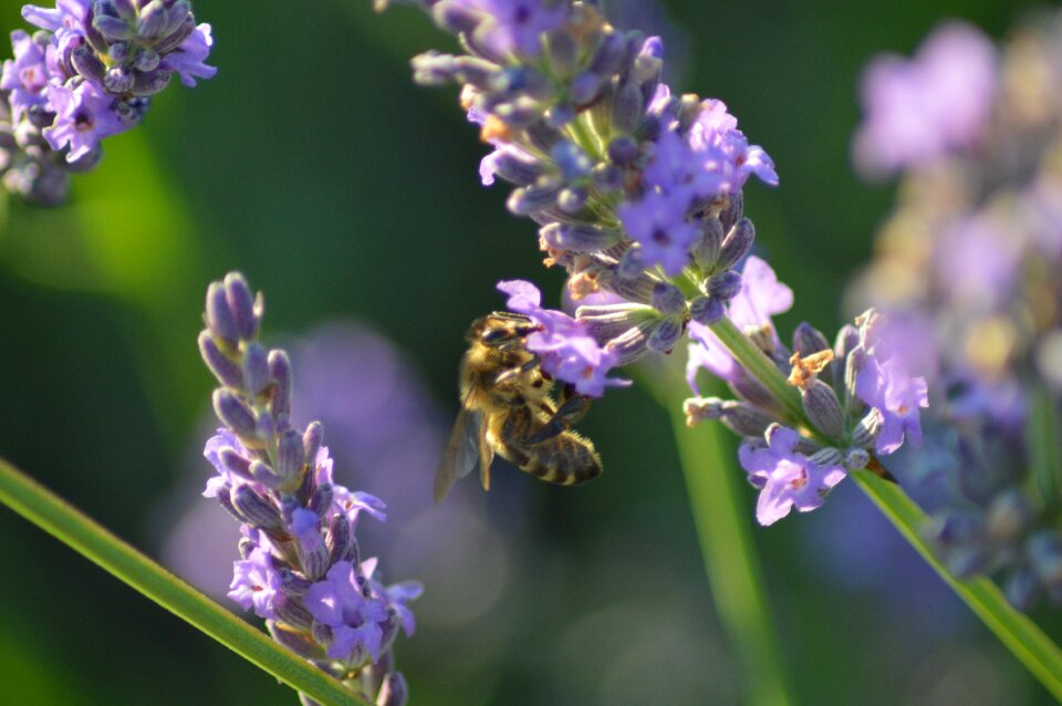 Flower insects honey bee