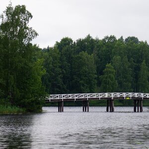 Lake island trees