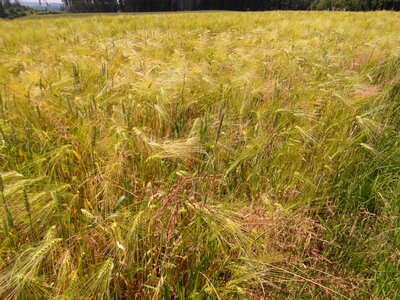 Winter barley meadow cornflowers