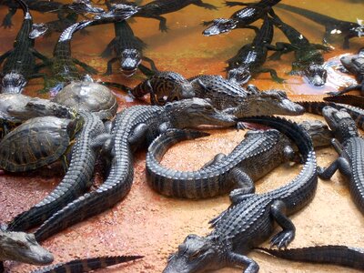 Turtles heap wildlife