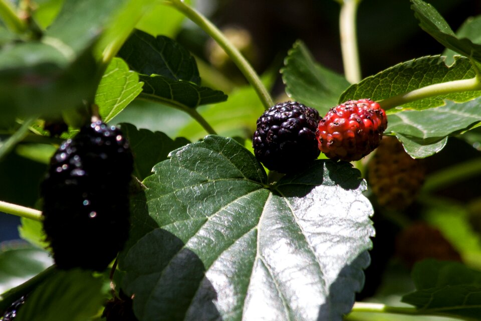 Mulberry tree morus moraceae