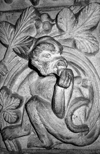 Monkeys animals monkey family