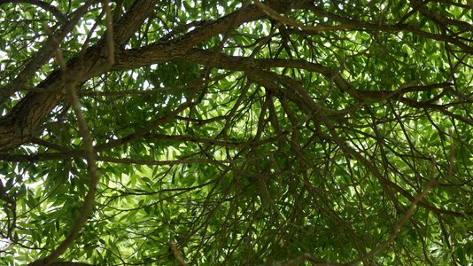 Foliage silver willow deciduous tree