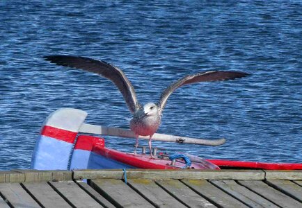 Water nature flying