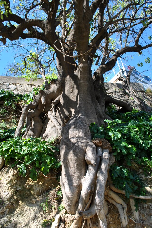 Nature tree root