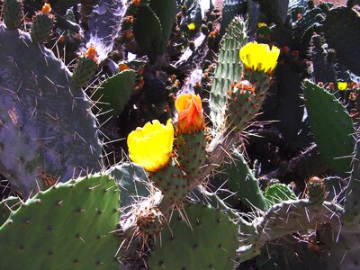 Plants nature yemen