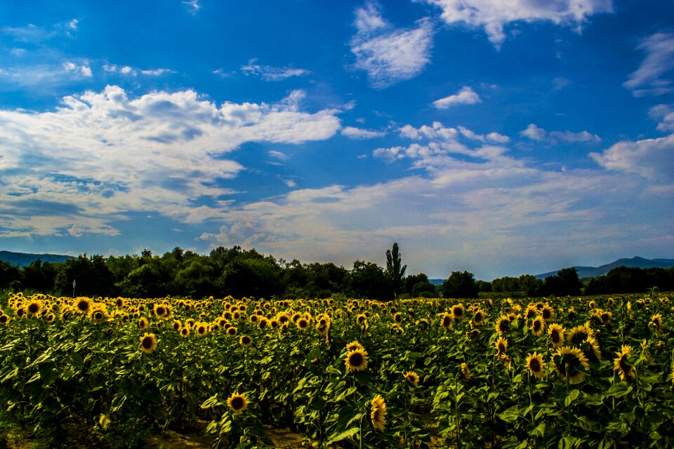 Summer virázás flower