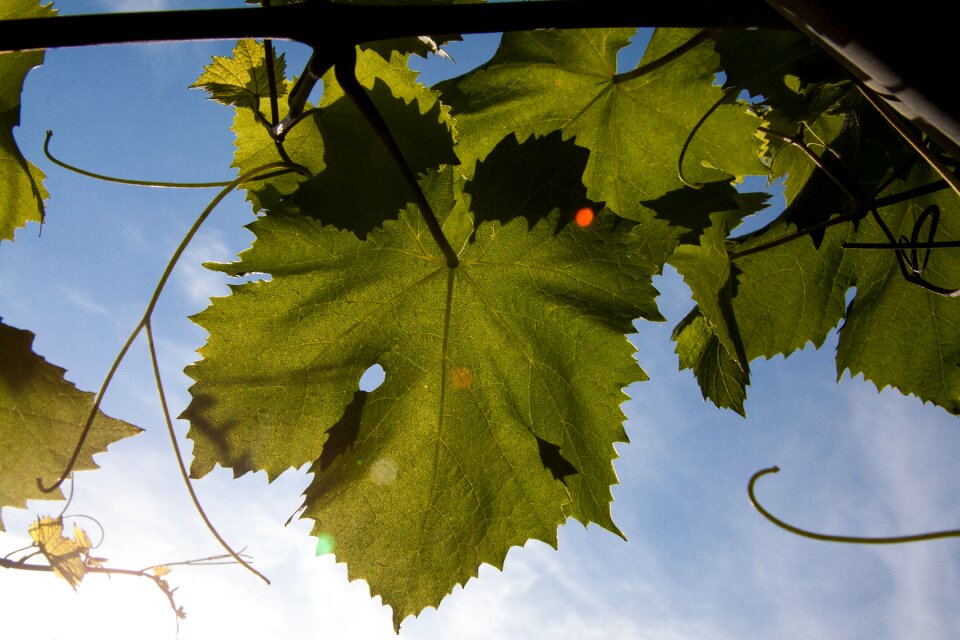 Green backlighting leaves