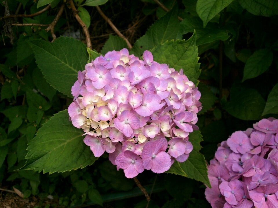 Summer flowers pink flower purple flowers