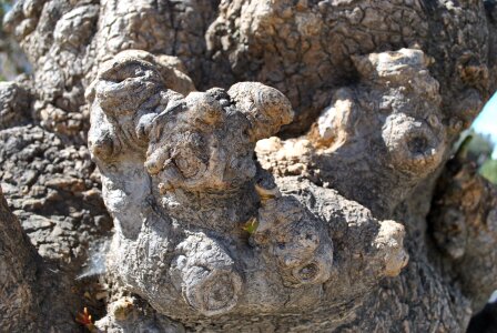 Log nature bark photo