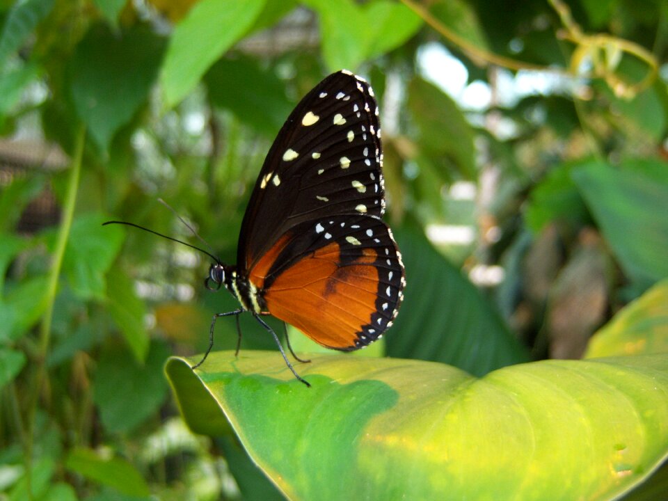 Insect animal leaves
