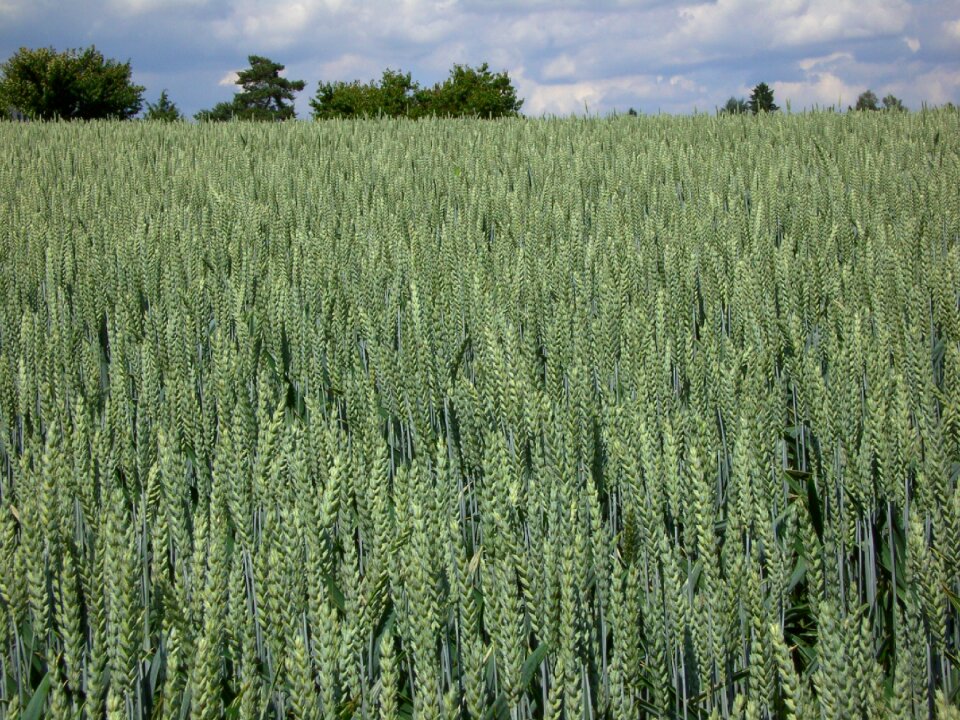 Grain cornfield agriculture