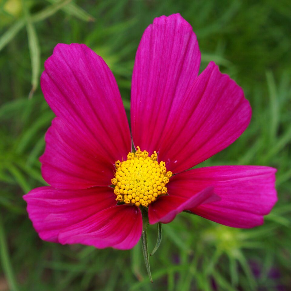 Red flower garden plant delicate flower