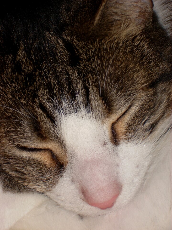 Asleep head nap resting
