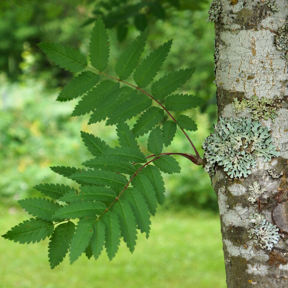 Sorbus deciduous tree tree