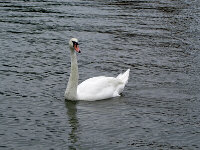 Swan water bird bird photo
