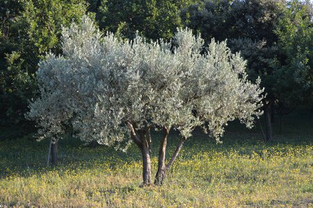 Tree nature south