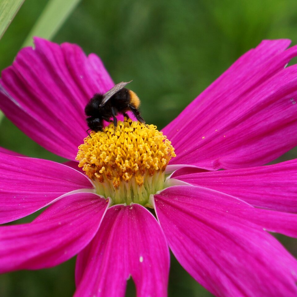 Bee in bloom bumble-bee to nectar