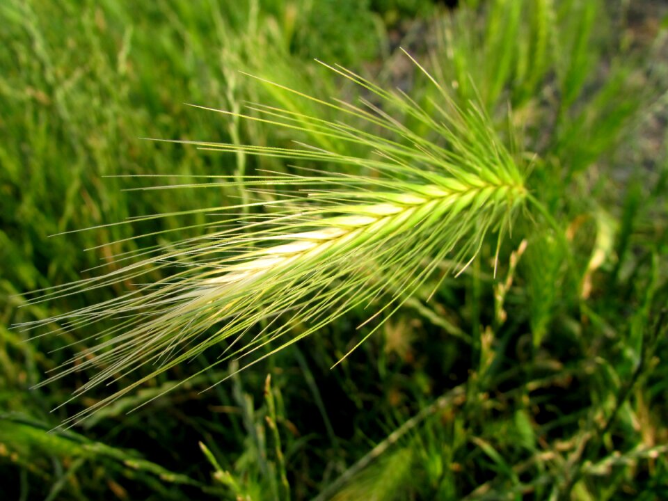Ear field crops agriculture