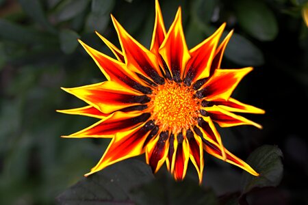 Yellow flower plant macro