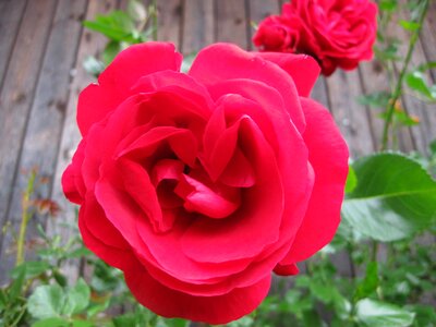 Flower nature red rose photo