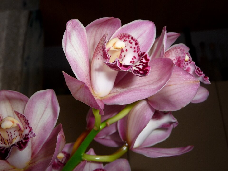 Blossom bloom plant
