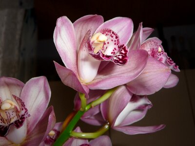 Blossom bloom plant