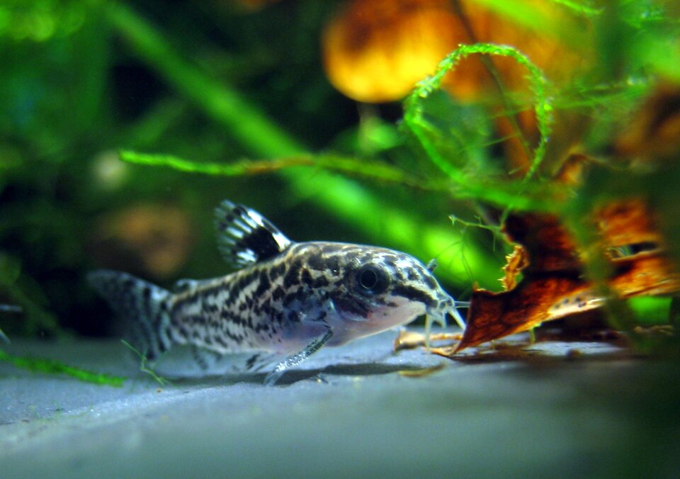 Aspidoras pauciradiatus tiny