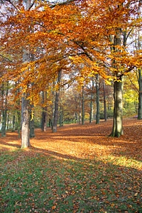 Autumn leaves trees photo