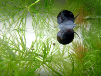 Water water snail water surface