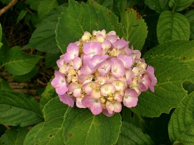 Hydrangea summer flowers pink flower