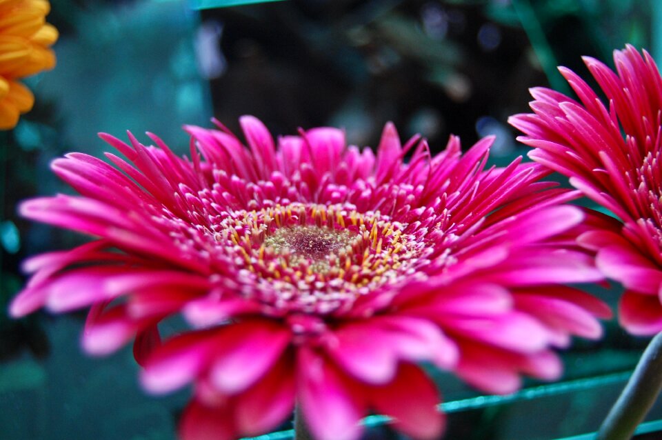 Flower red nature photo