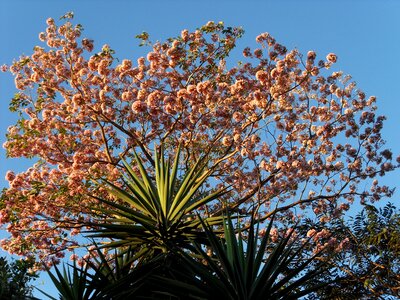 Izote maquilishuat el salvador