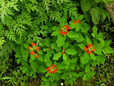 Summer flowers autumn flowers orange